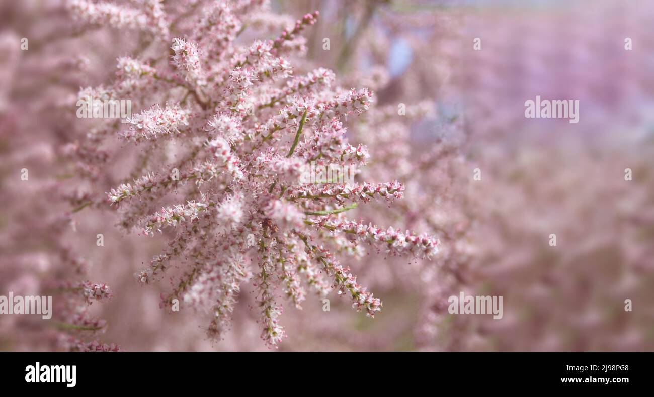 Piccolo-fiorito Tamarix parviflora una pianta ornamentale con piccoli fiori rosa. Tamarisco francese deciduo, erbaceo, arbusto twiggy. Concetto di natura per Foto Stock