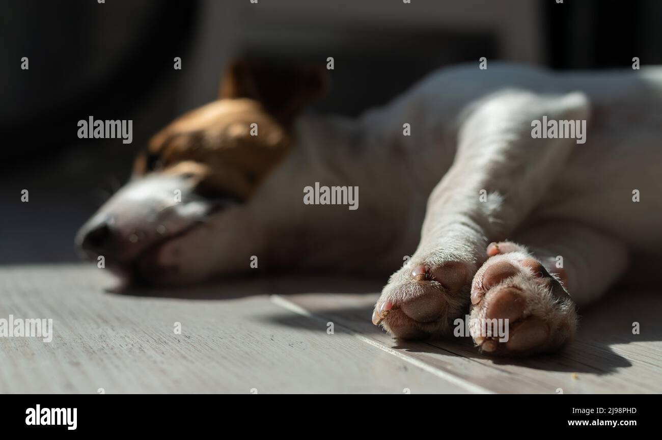 Il cane dorme sul pavimento. Primo piano di un jack russell terrier che giace su un laminato grigio. Foto Stock