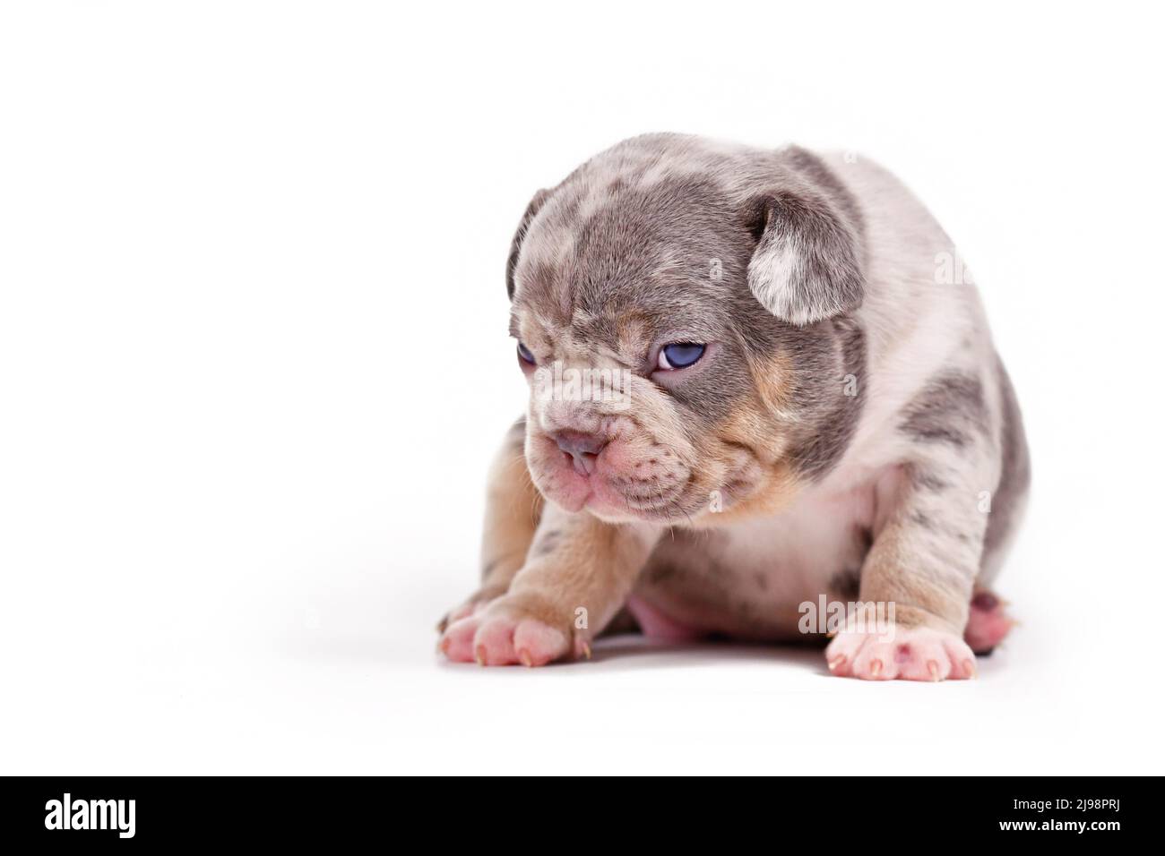 Merle TAN Puppy cane Bulldog francese su sfondo bianco Foto Stock