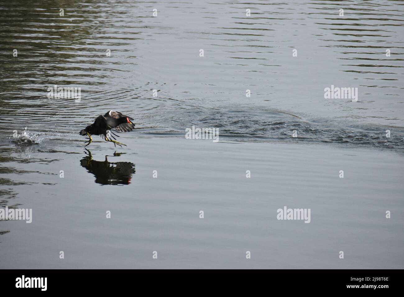 Cucina uccelli d'acqua di medie dimensioni Foto Stock