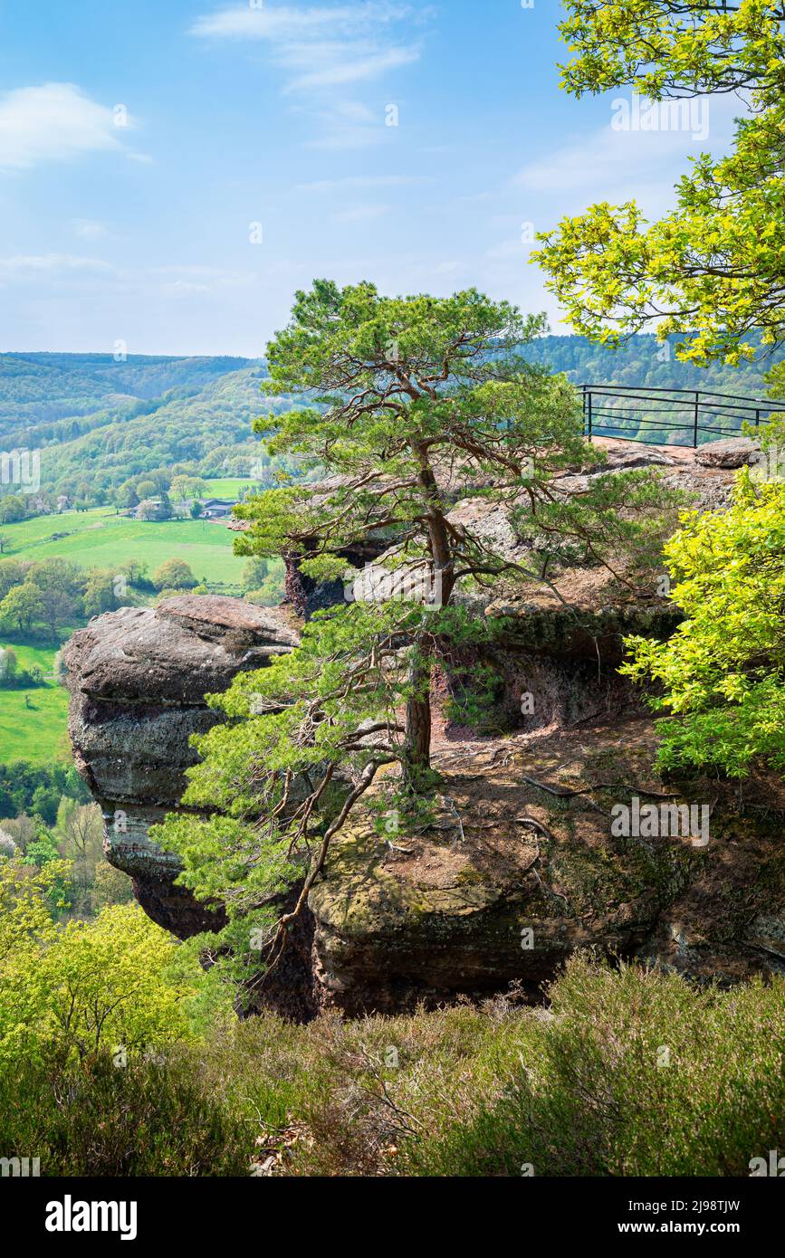Punto panoramico con pinete su una roccia nel Parco Nazionale Eifel, Germania Foto Stock