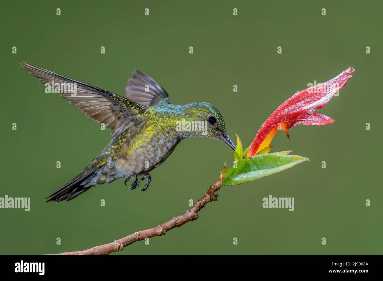 Hummingbird blu-ventilato - Saucerottia hoffmanni, colibrì colorato bello dalle foreste e dai giardini dell'America centrale, Costa Rica. Foto Stock