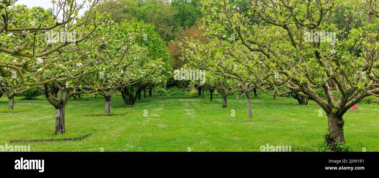 Banner con vecchi alberi di ciliegio fiorito in aprk Foto Stock