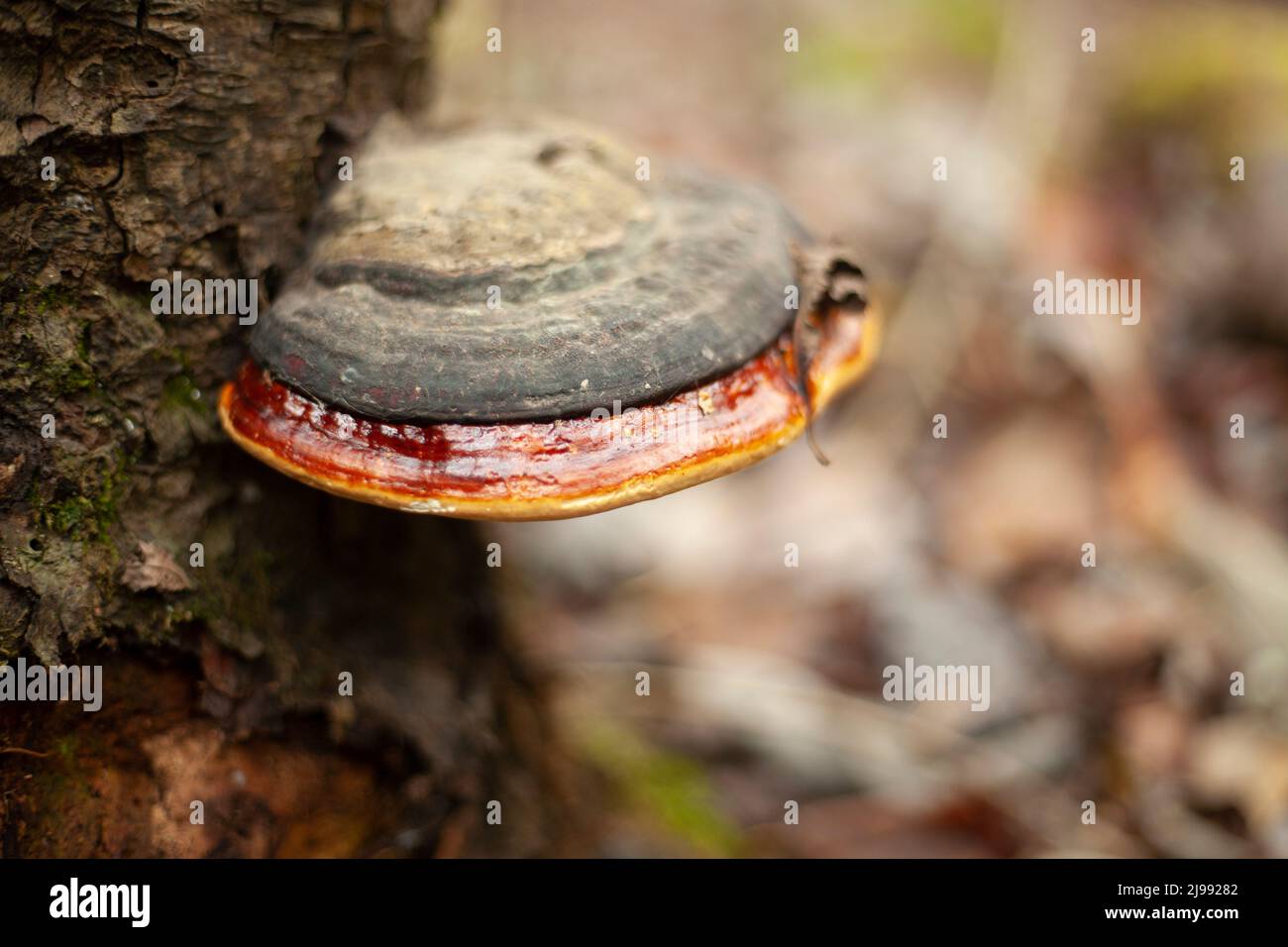 Fungo su albero. La natura è nei dettagli. Il fungo nella foresta cresce sul tronco di albero. Foto Stock