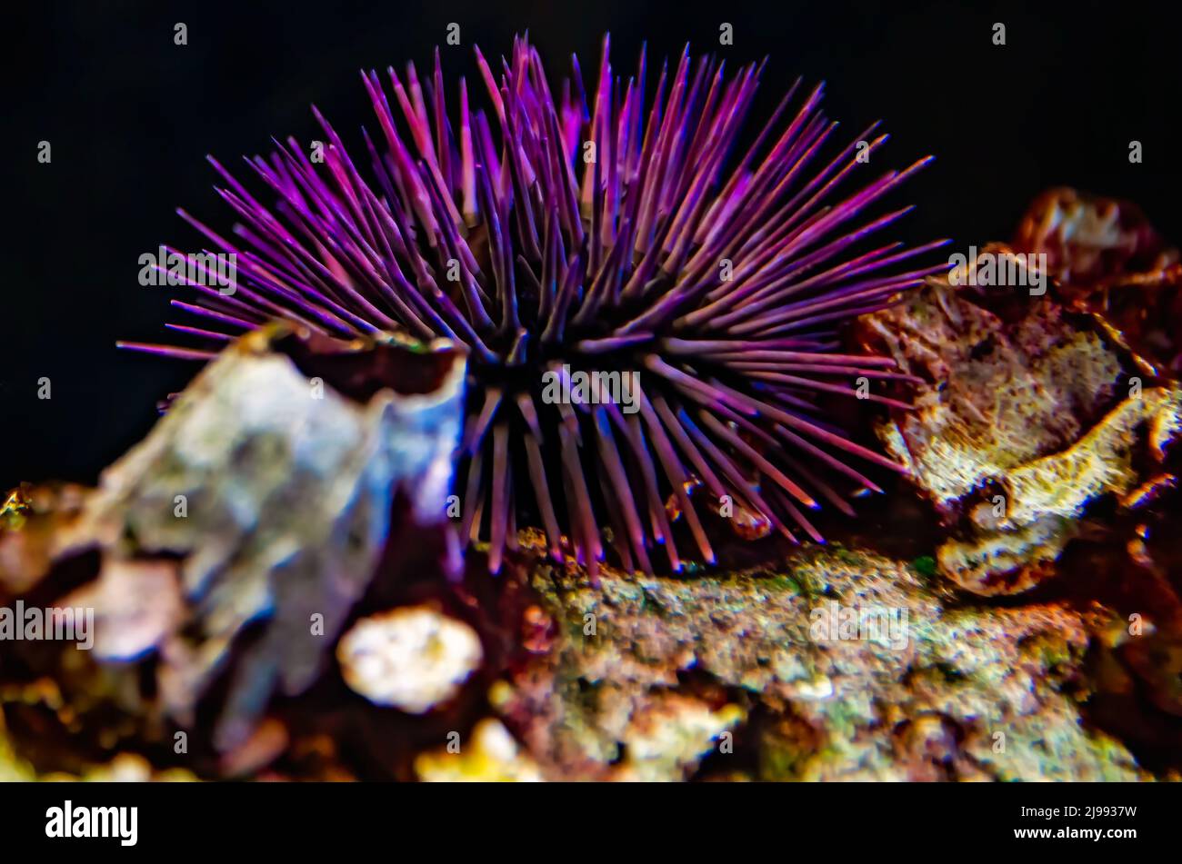 Ricci di mare in acquario Foto stock - Alamy