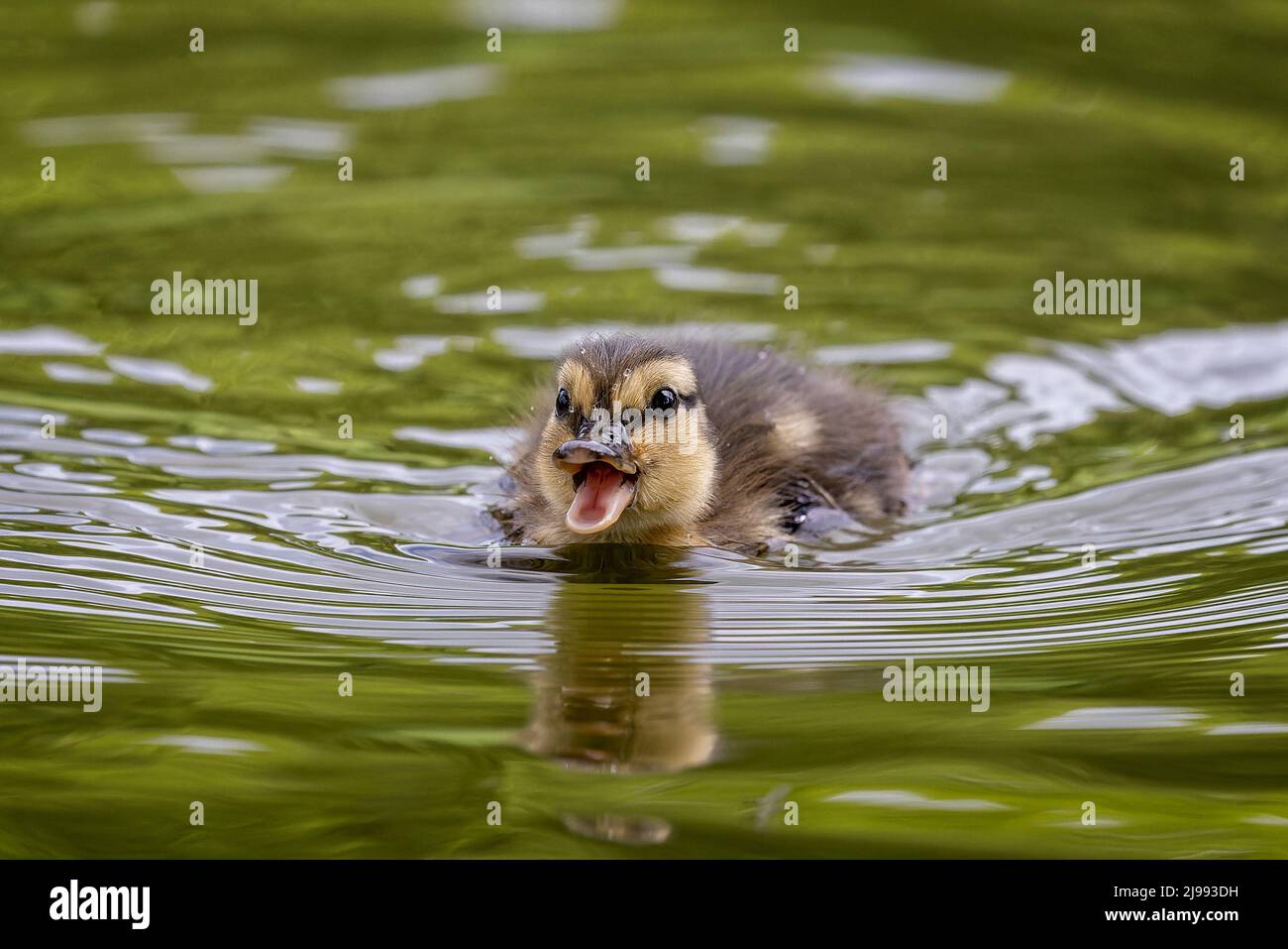 Fronte a primo piano di un bambino simpatico sorridente Mallard che nuota verso la macchina fotografica con il becco aperto. Foto Stock