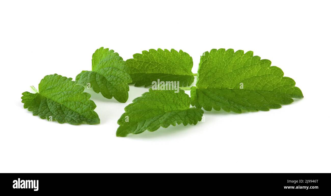 Foglie di menta isolate su sfondo bianco. Piante verdi fresche per bevande e spezie Foto Stock