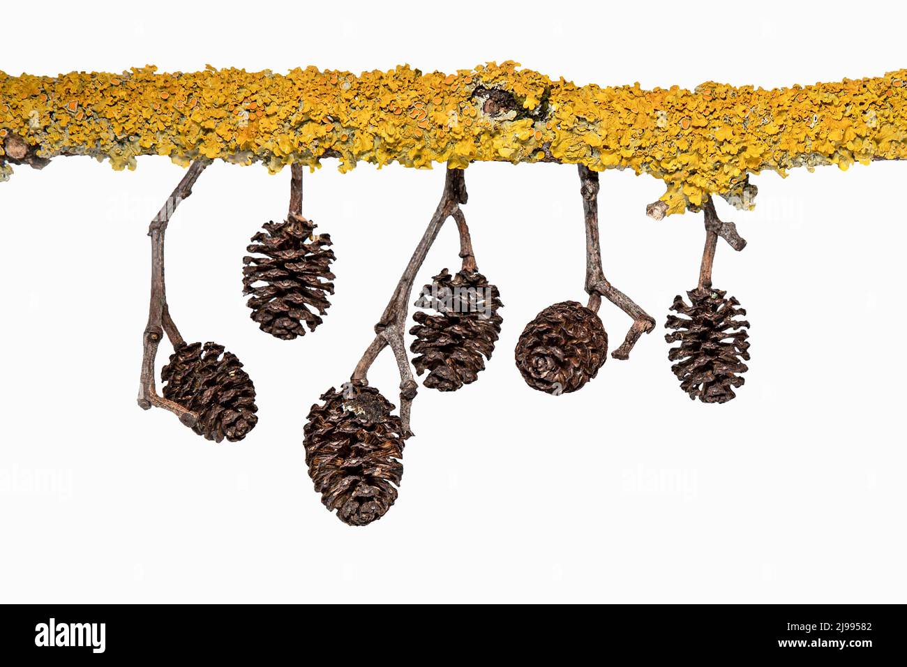 Frutta di ontano su un ramo con lichen giallo Foto Stock