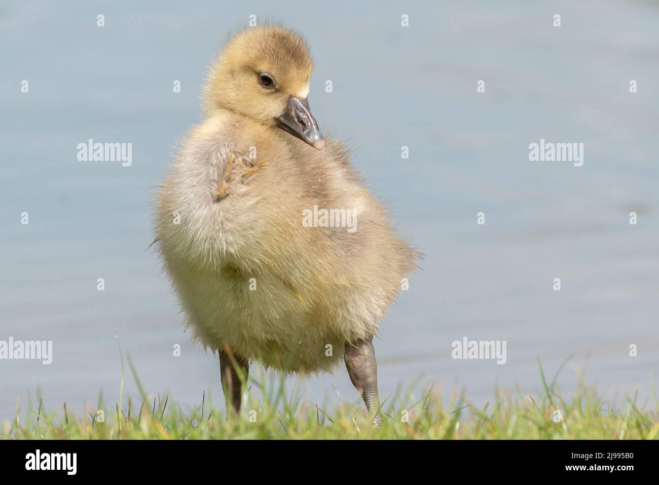 Gosling al Lakeside Country Park, Eastleigh Foto Stock