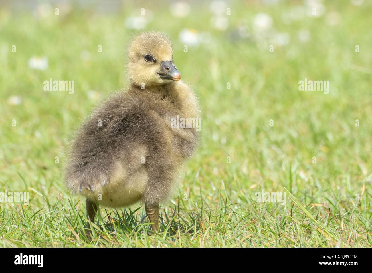 Gosling al Lakeside Country Park, Eastleigh Foto Stock