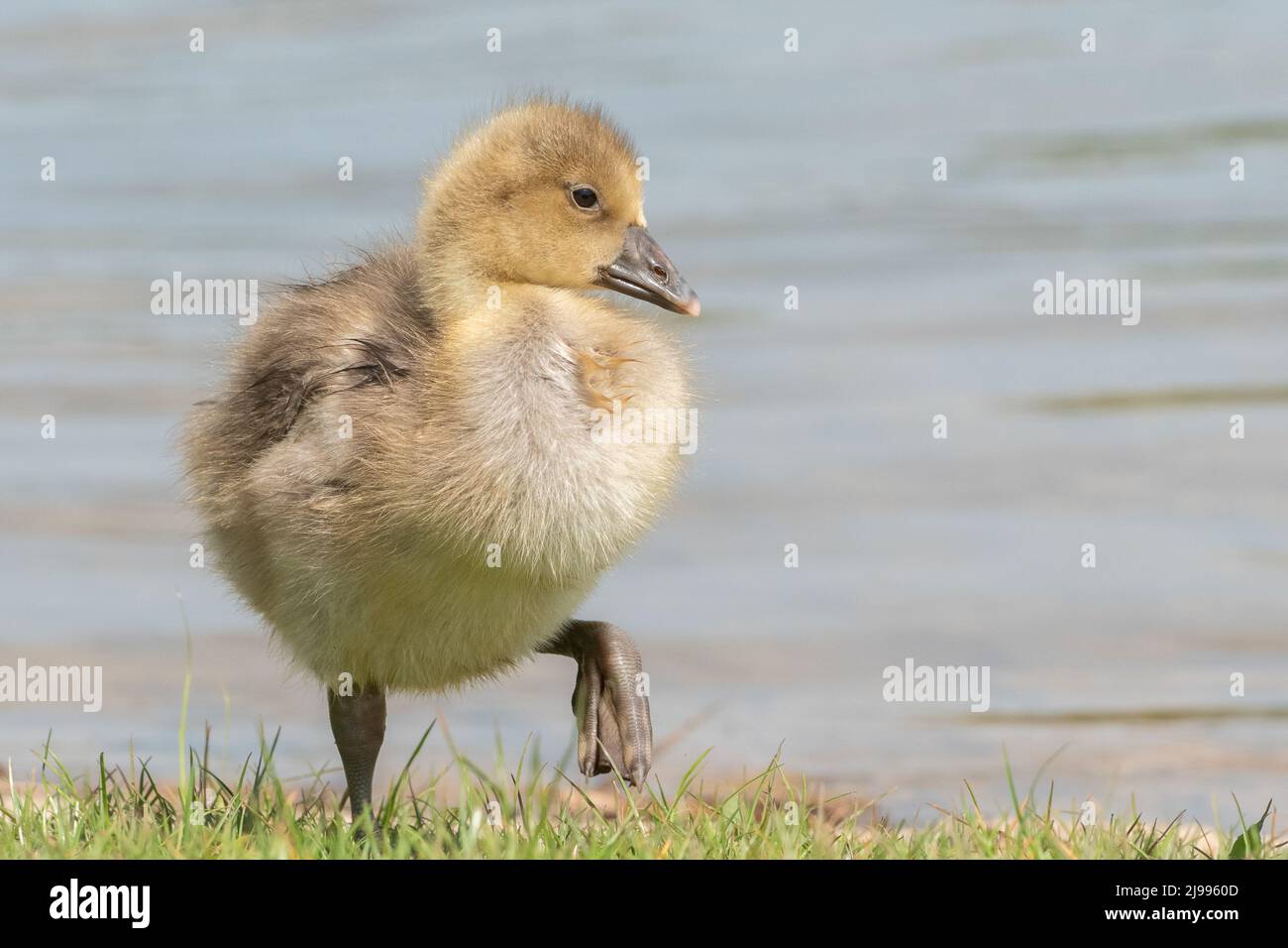 Gosling al Lakeside Country Park, Eastleigh Foto Stock