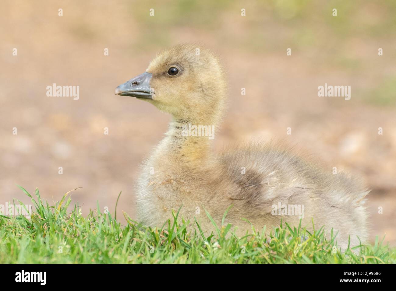 Gosling al Lakeside Country Park, Eastleigh Foto Stock