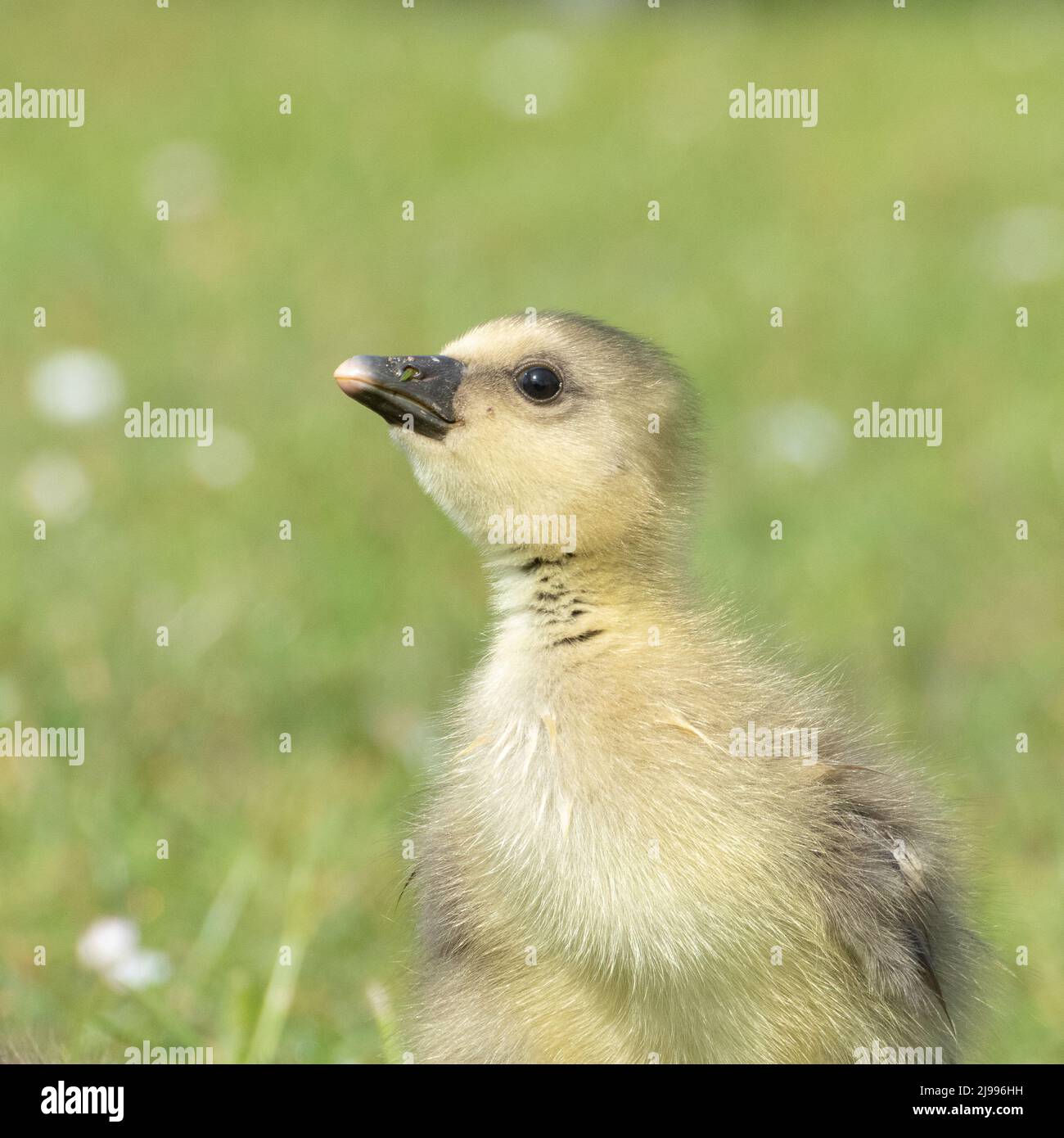 Gosling al Lakeside Country Park, Eastleigh Foto Stock