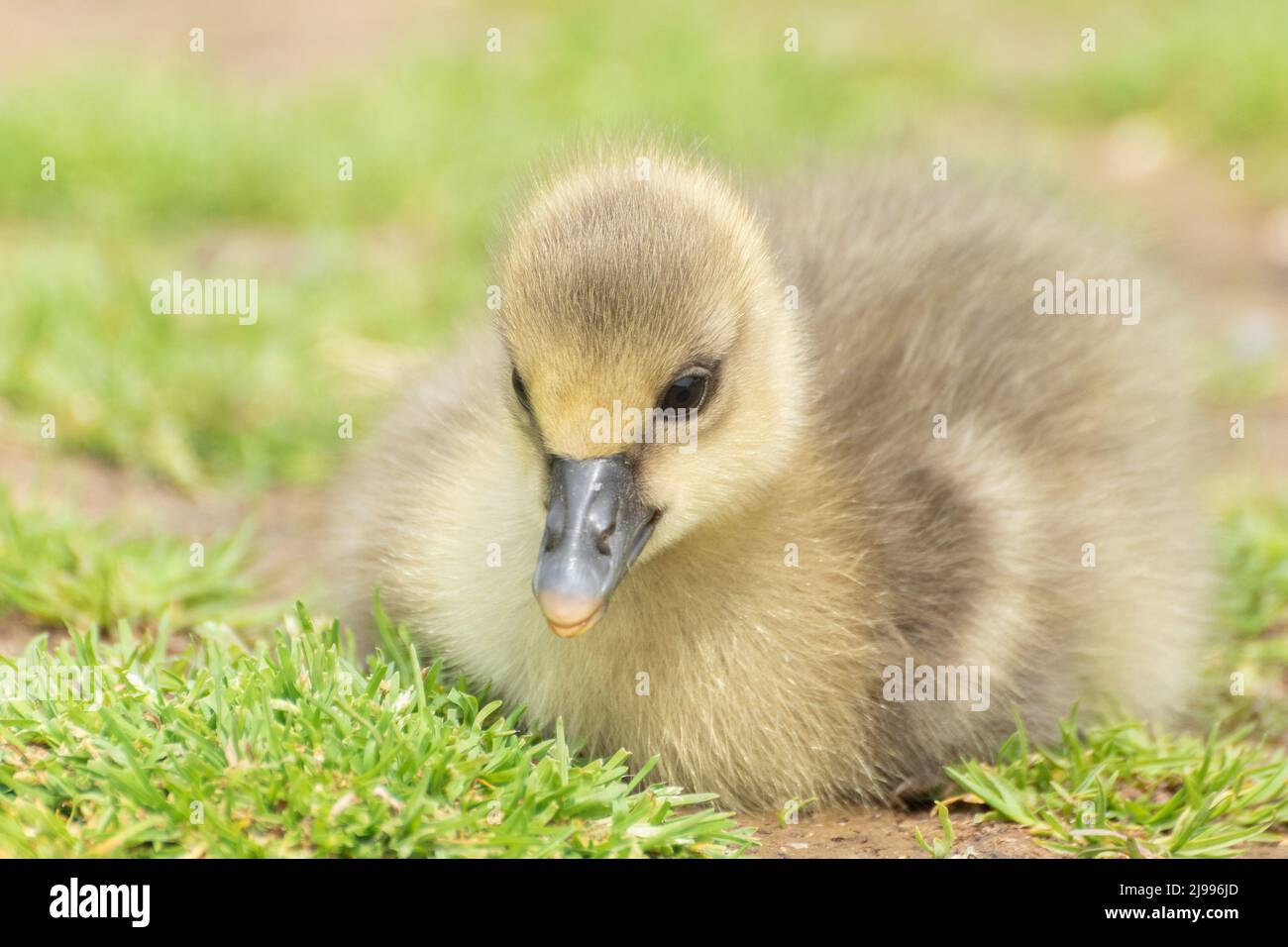 Gosling al Lakeside Country Park, Eastleigh Foto Stock