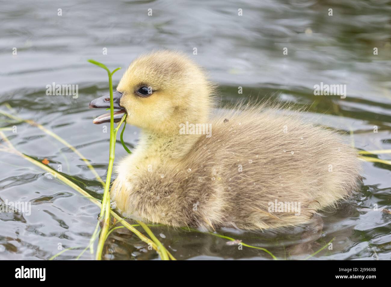 Gosling sul fiume Itchen a Mansbridge Foto Stock
