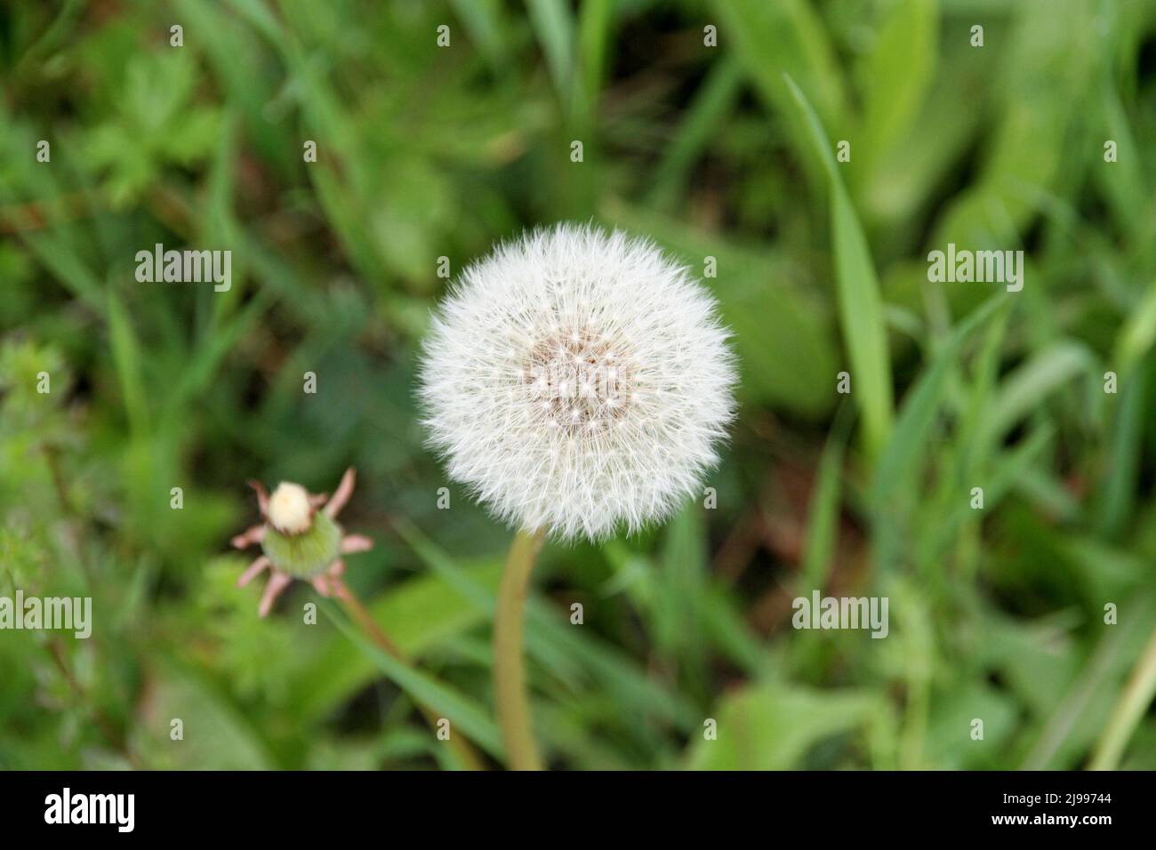 Bella bianca, testa di dente di leone puffy, macro. Foto Stock