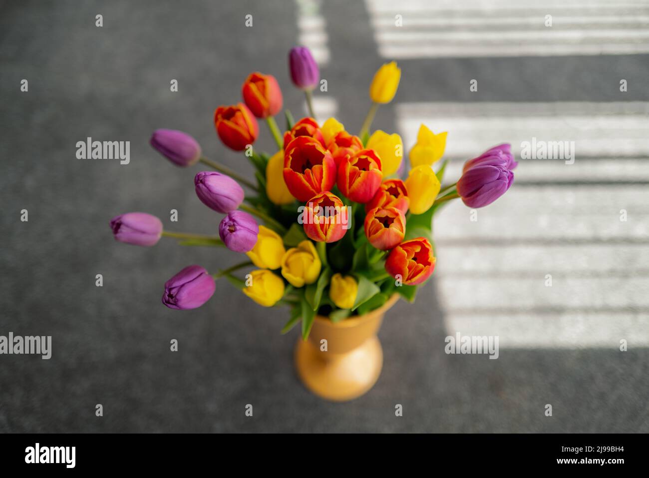 Fuoco poco profondo su un fiore di tulipano rosso in un vaso di tulipani rosso, giallo e viola. Dietro il bouquet c'è l'ombra delle persiane Foto Stock