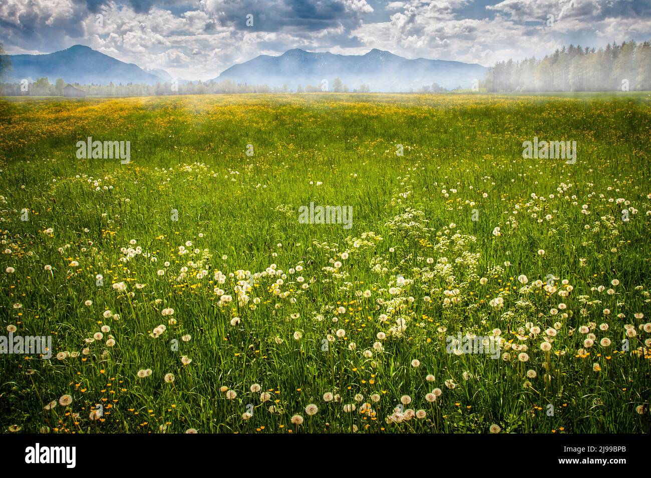 DE -BAVARIA: Primavera nel Loisach Moor vicino Bichl, Oberbayern Germania Foto Stock