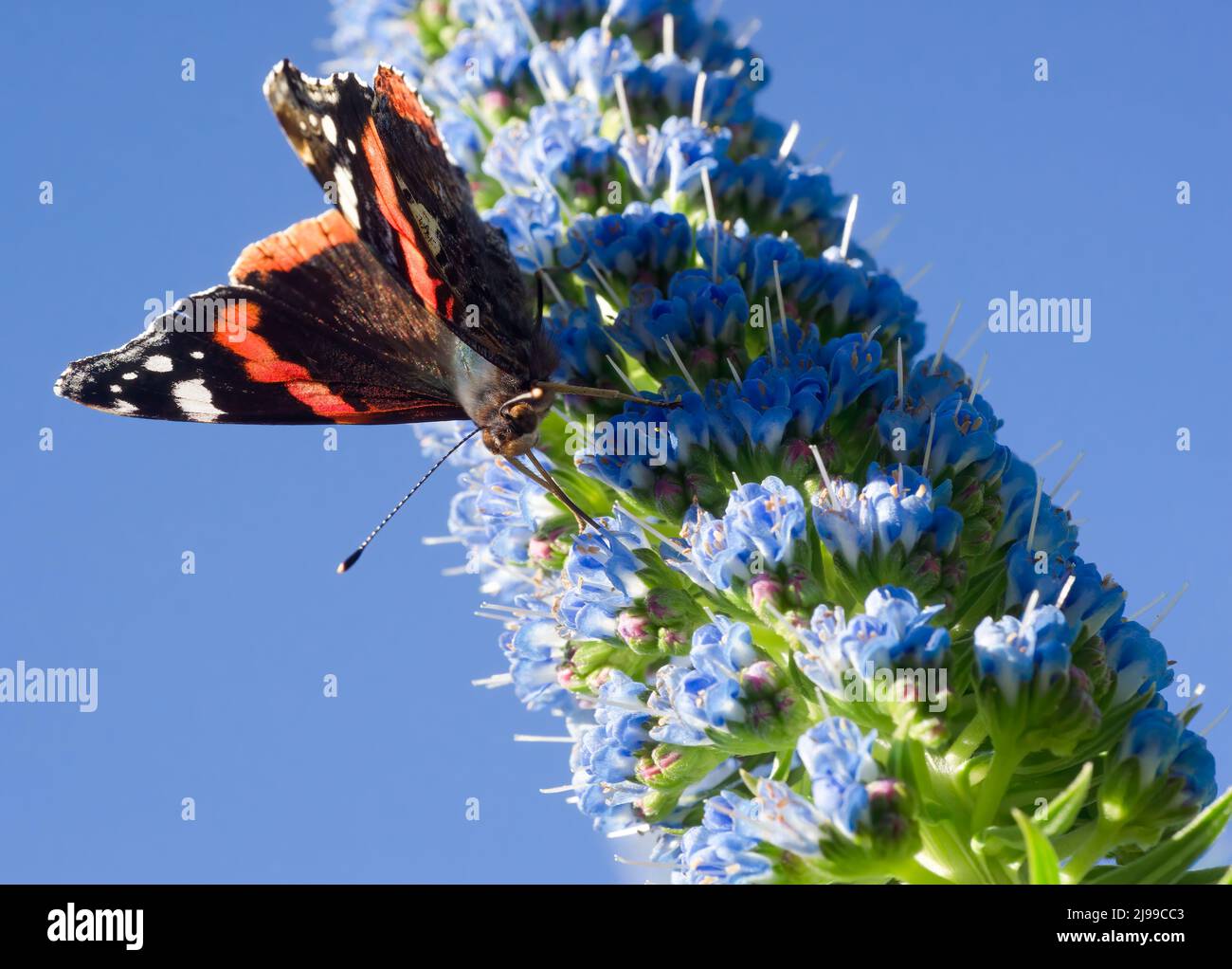 Farfalla di Vulcan (Vanessa atalanta) su un echium candicans fastuosum Foto Stock