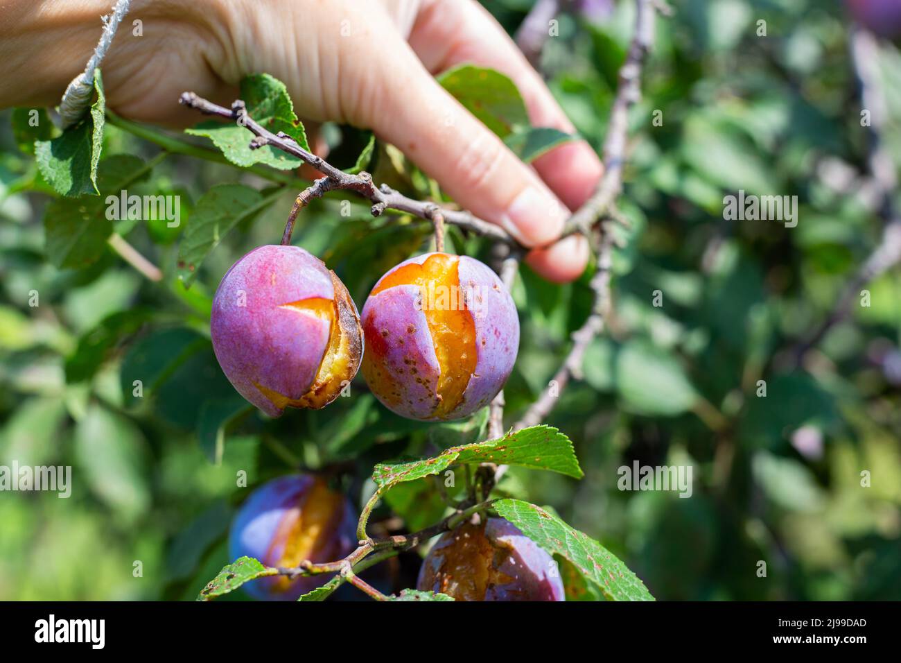 La mano di una donna tiene un ramo con prugne blu che esplodono dalla pioggia in eccesso. Cura dell'albero di frutta e raccolta. Foto Stock