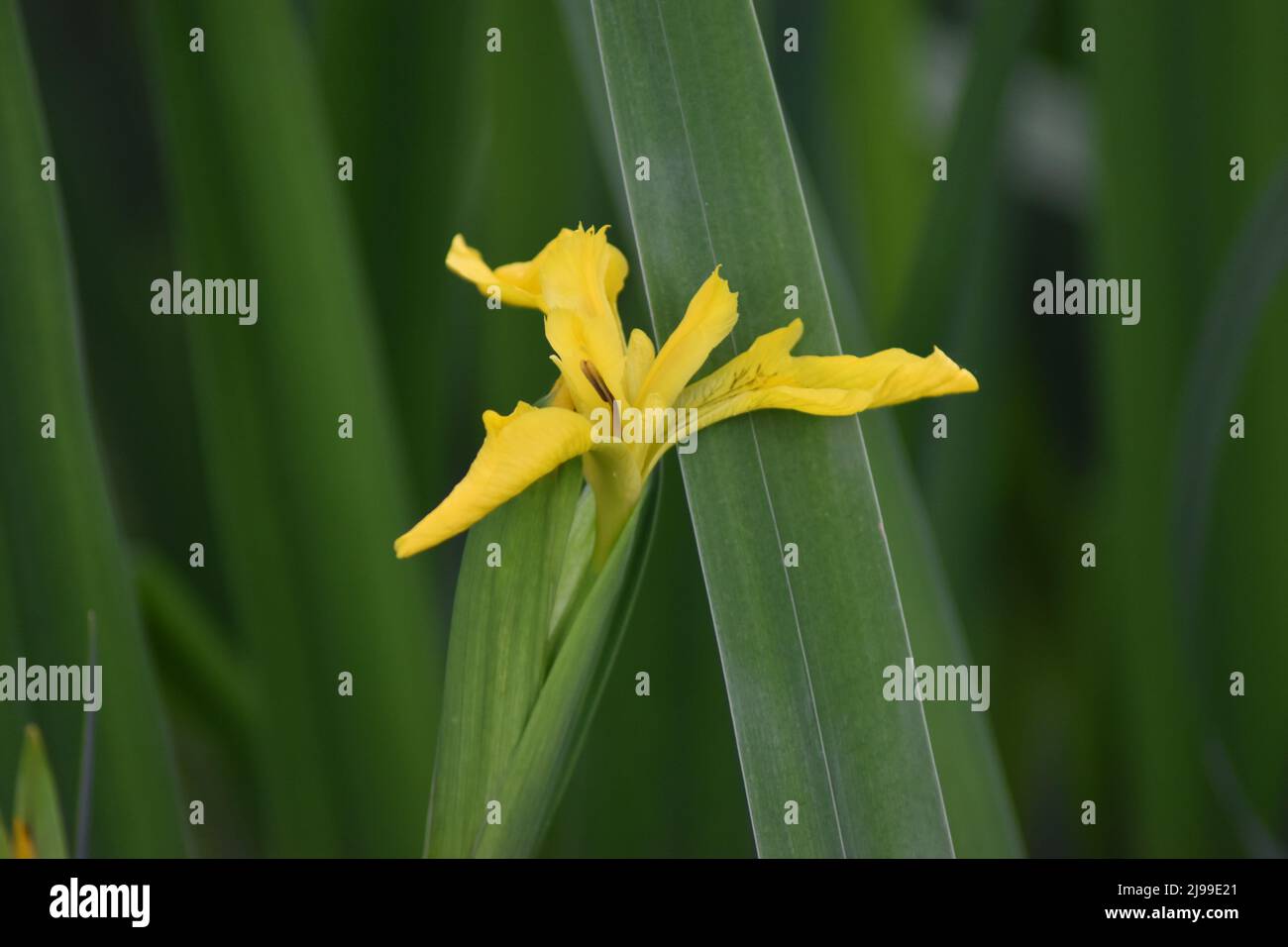 Una bandiera gialla iris (Iris pseudacorus) con copyspace. Foto Stock