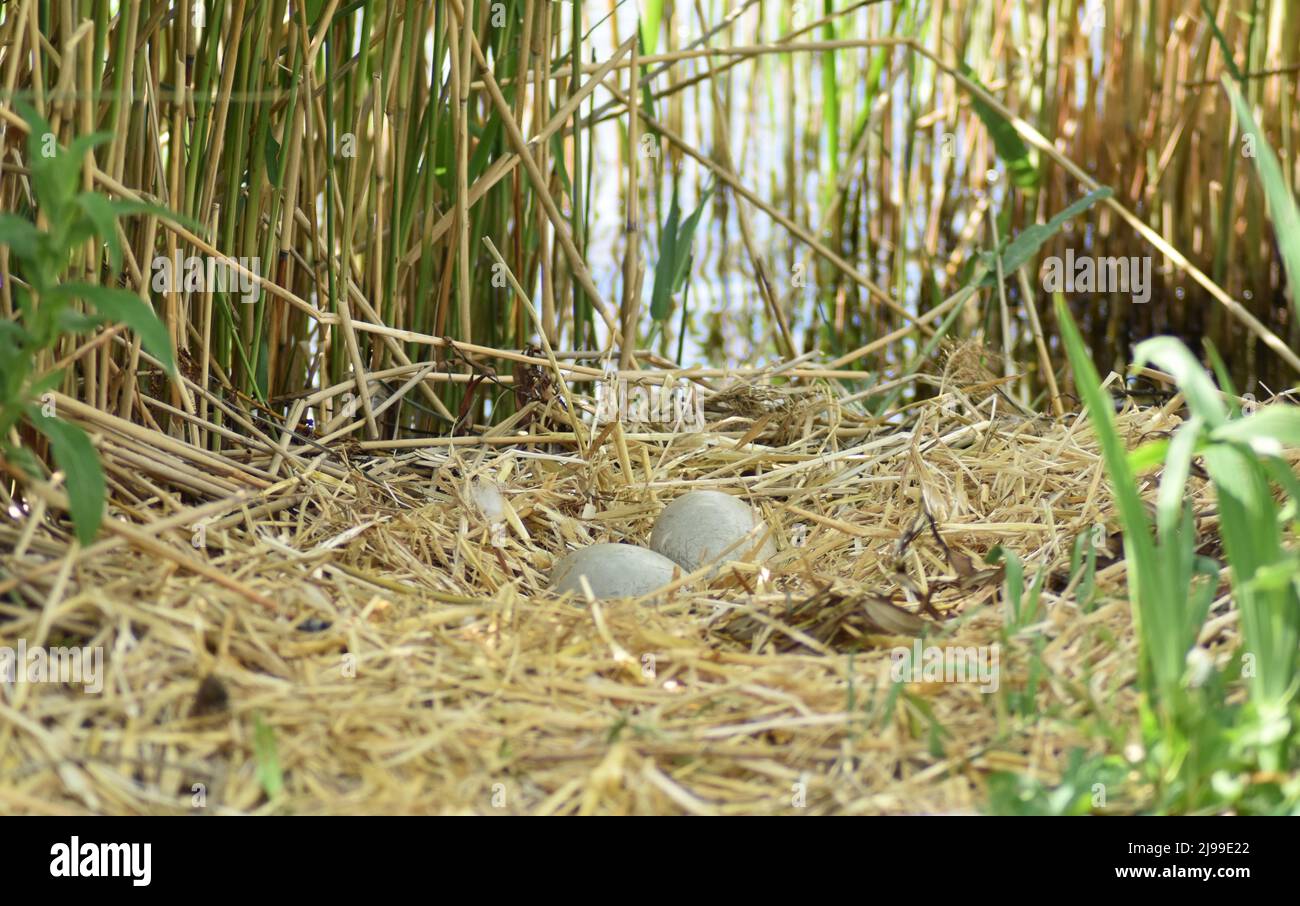 Le uova sono rimaste nel nido di un cigno dopo che il resto della frizione è stato schiusa e lasciata. Foto Stock