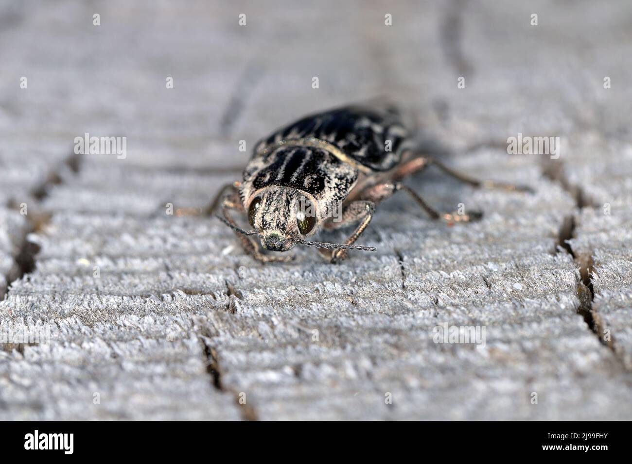 Borra di pino flatheaded, un comune scarabeo europeo (Chalcophora mariana). Un coleottero grande e metallico che si verifica nelle foreste lowland europee. Foto Stock