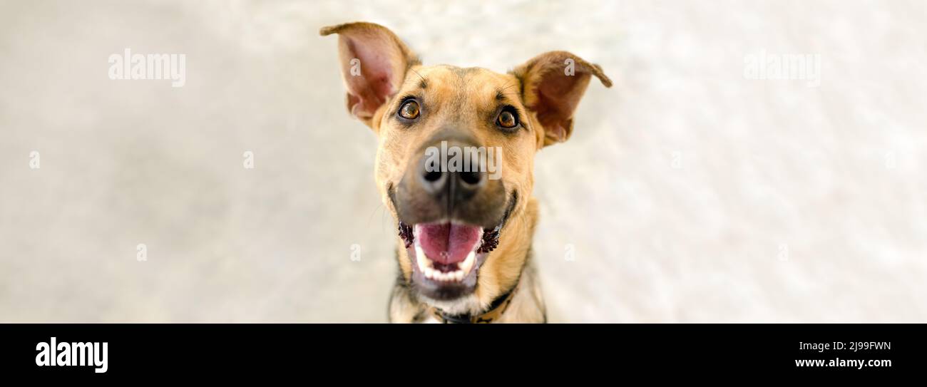 Un cane felice è molto entusiasta nel formato immagine banner Foto Stock