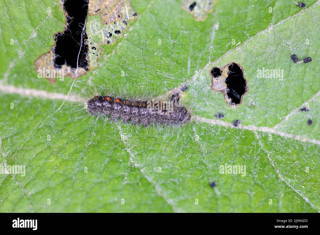 Coda marrone falce Euproctis chrysorrhoea caterpillar su foglia di mela. Foto Stock