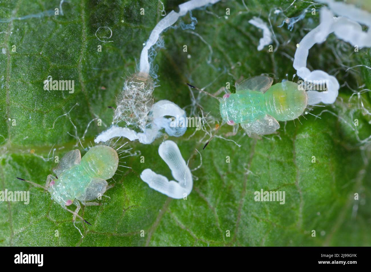 Fotomicrografia di un succhiatore di mele (Cacopsylla mali) peste ninfa su una foglia di mela Foto Stock