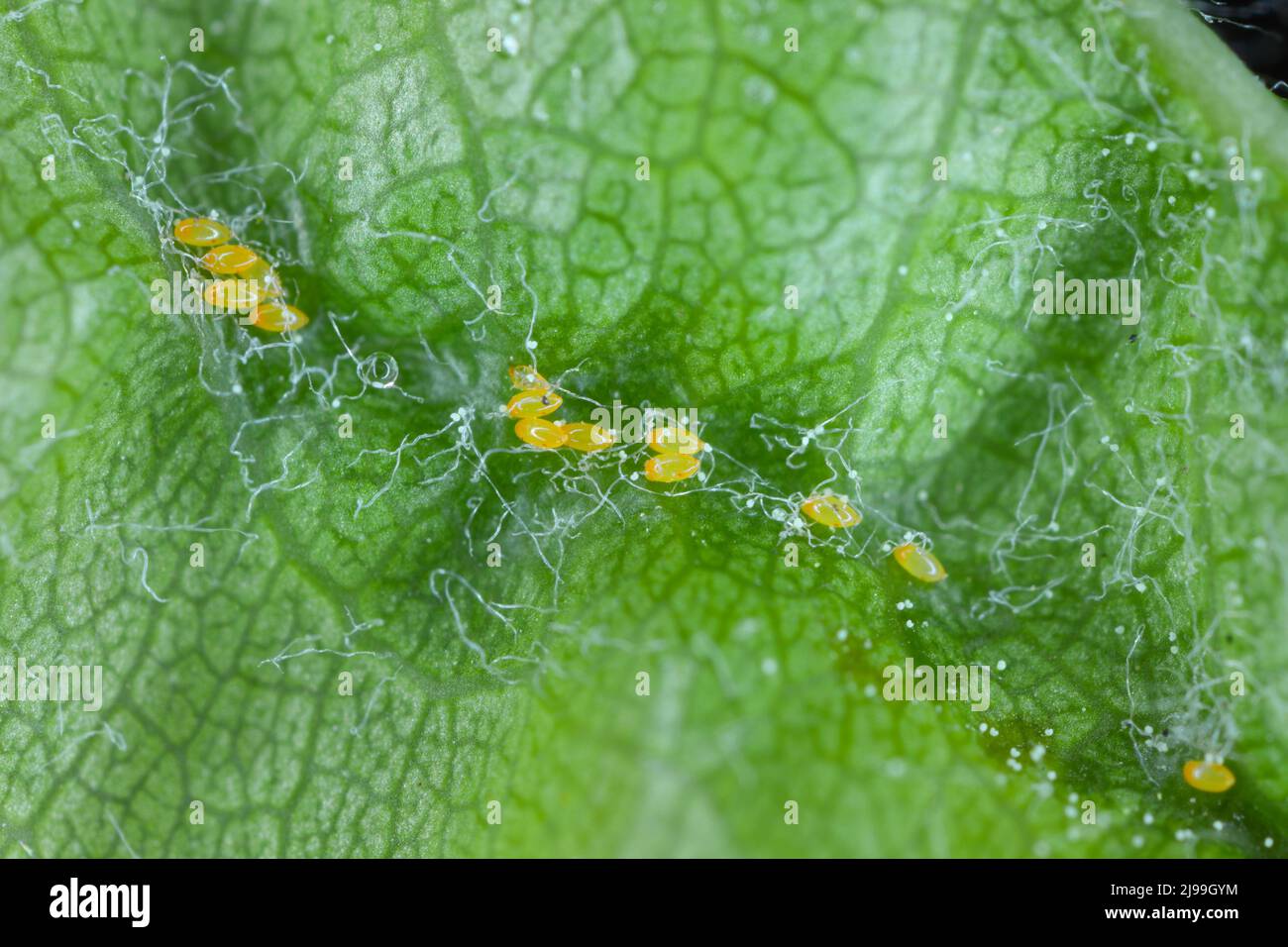 Cacopsilla pyri (pera psilla, sucker europeo di pera) uova e larve giovani. Peste sotto una foglia. Foto Stock