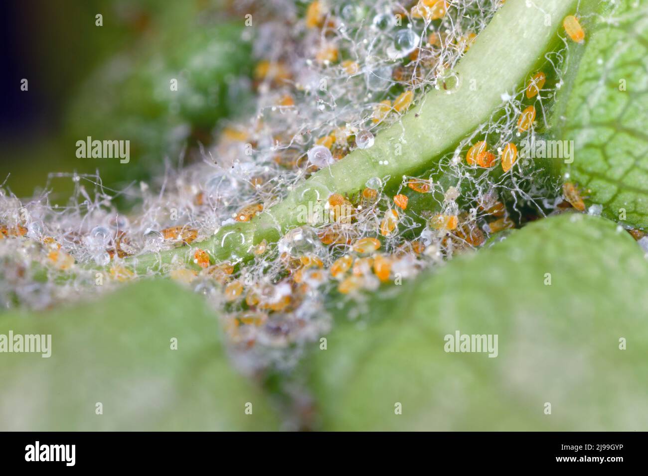 Cacopsilla pyri (pera psilla, sucker europeo di pera) uova e larve giovani. Peste sotto una foglia. Foto Stock