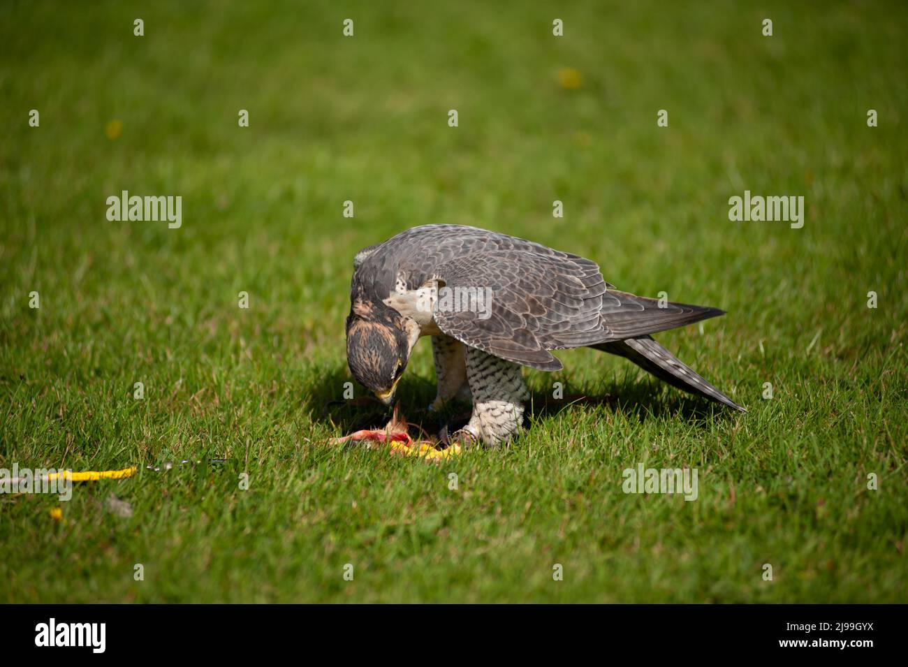 Falcon Foto Stock