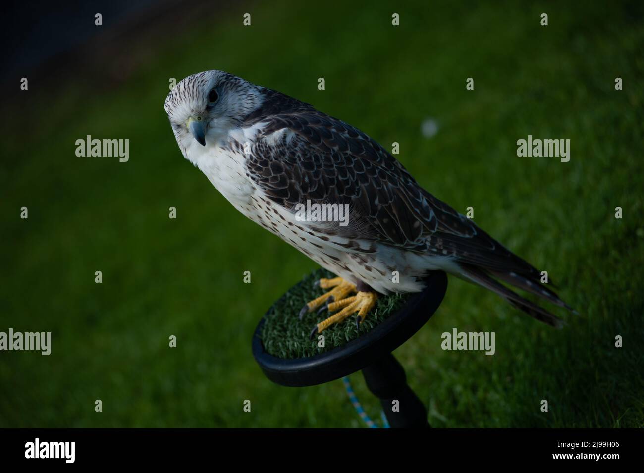 Falcon Foto Stock
