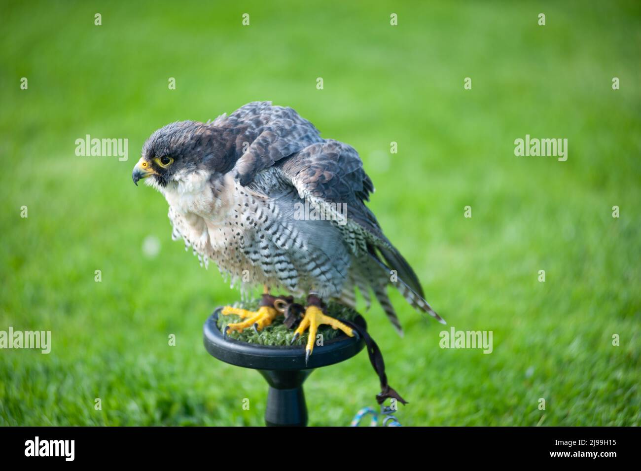Falcon Foto Stock
