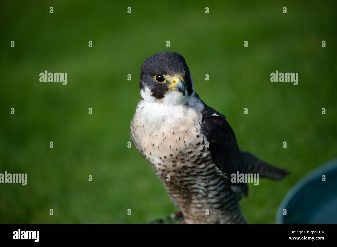 Falcon Foto Stock