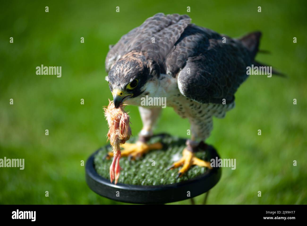 Falcon Foto Stock
