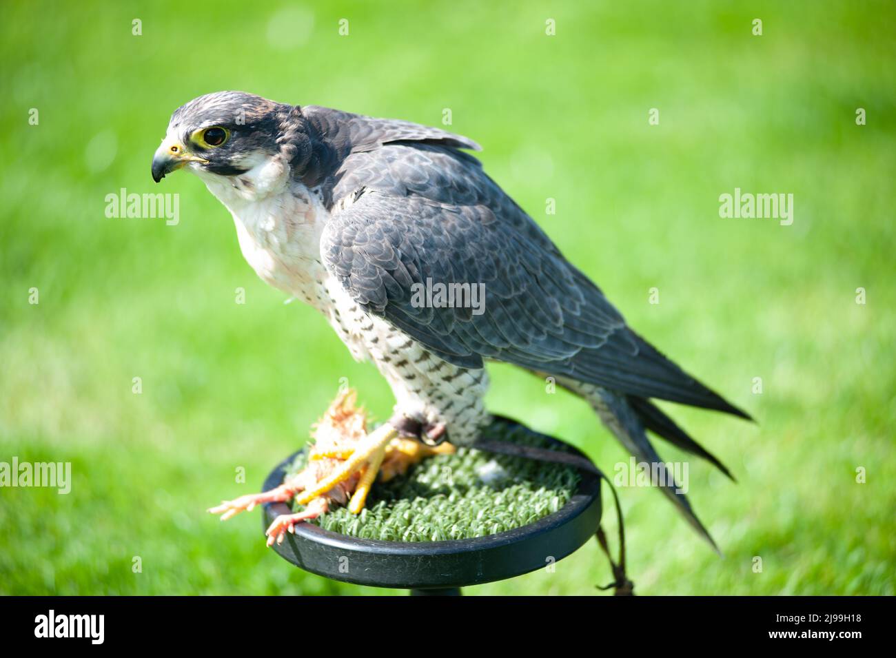 Falcon Foto Stock