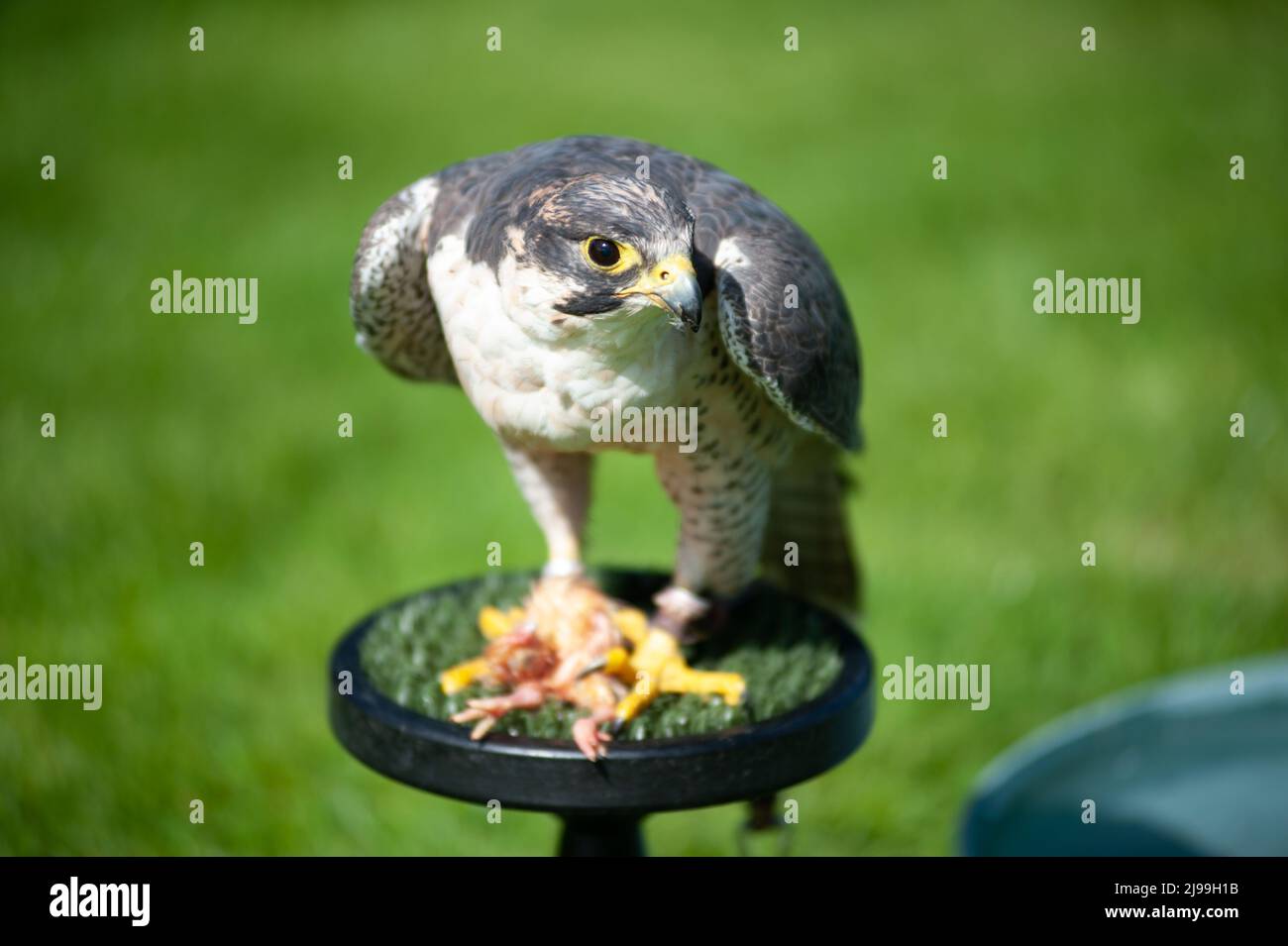 Falcon Foto Stock