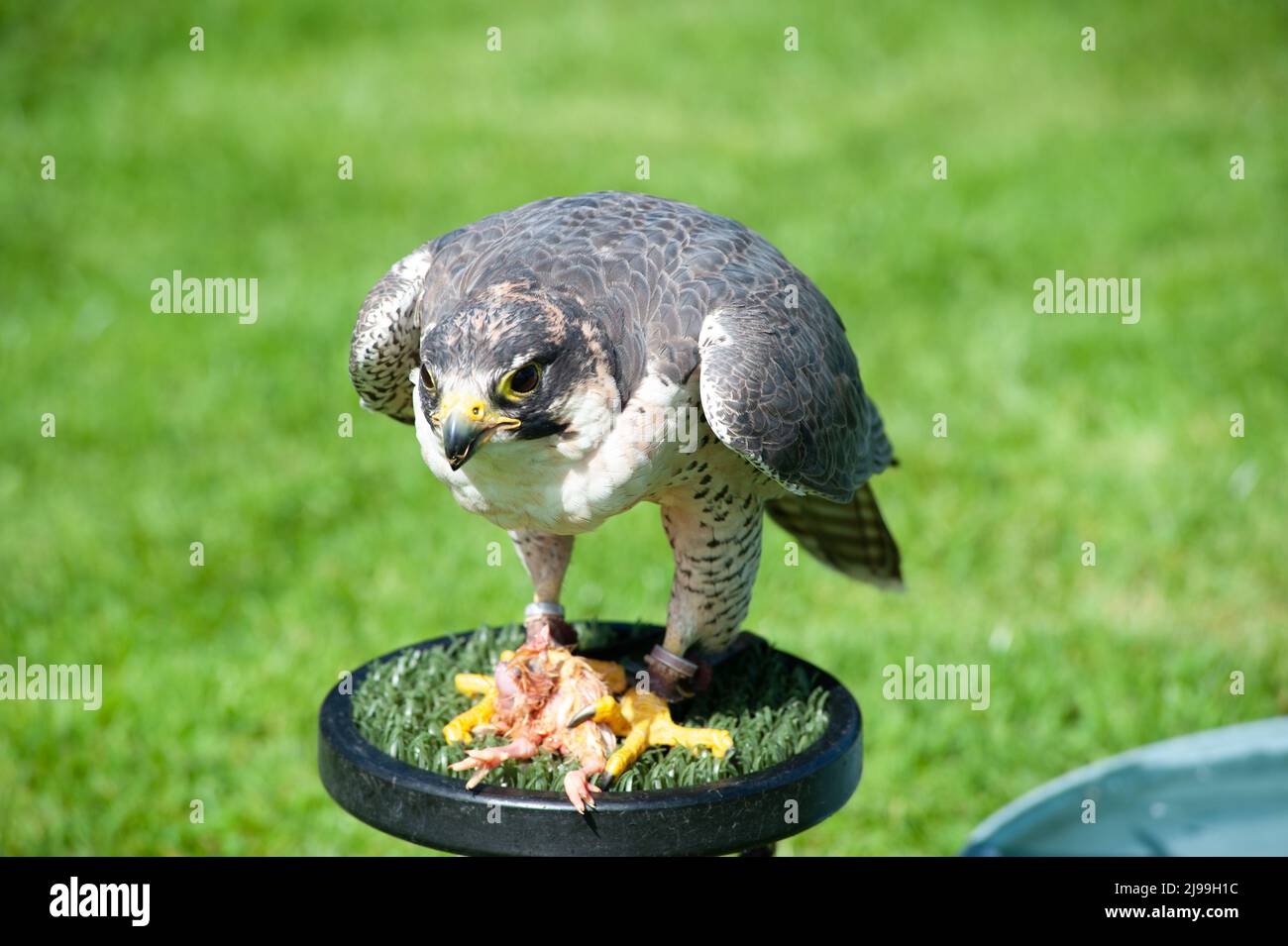 Falcon Foto Stock