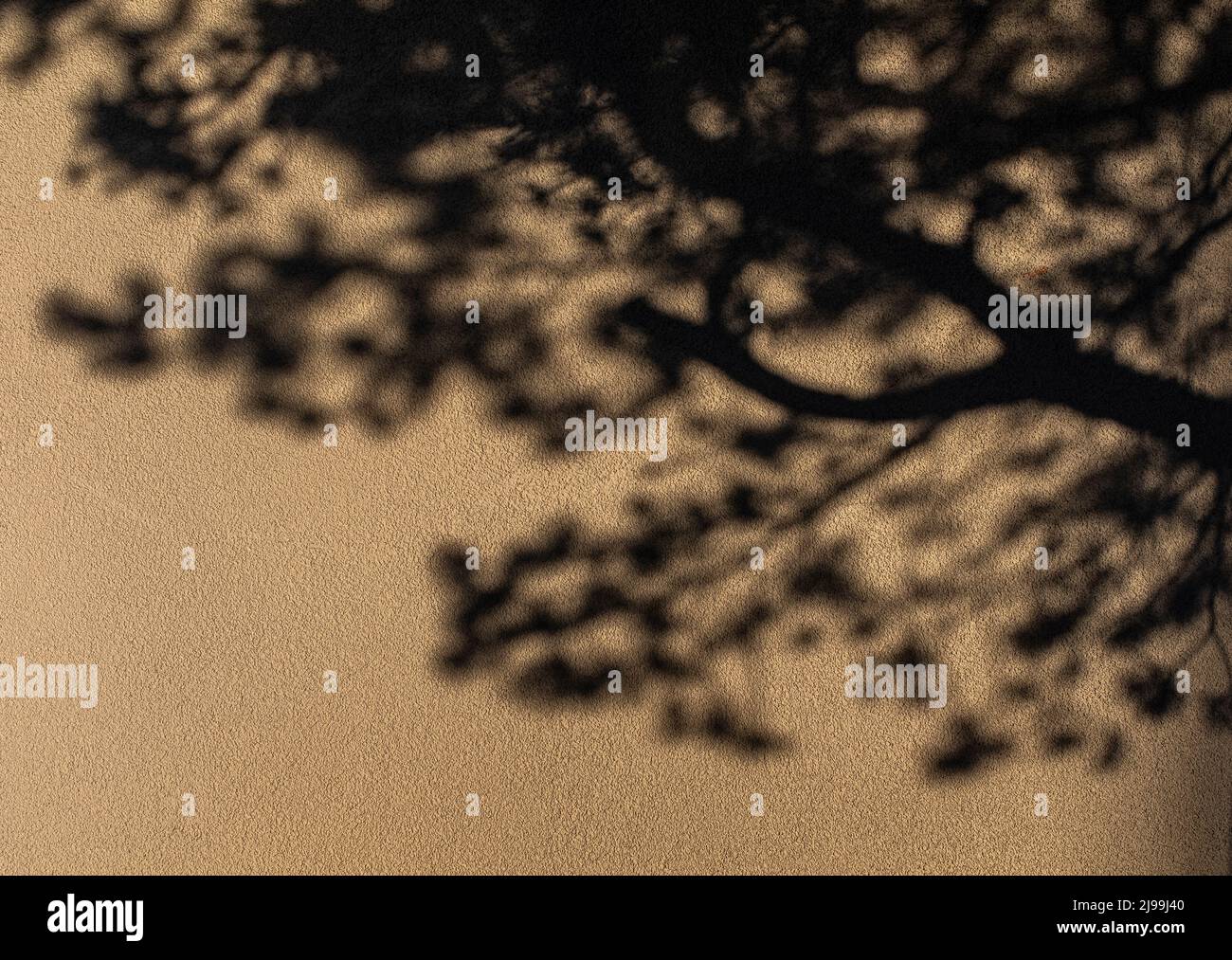 Ombre di albero Foto Stock