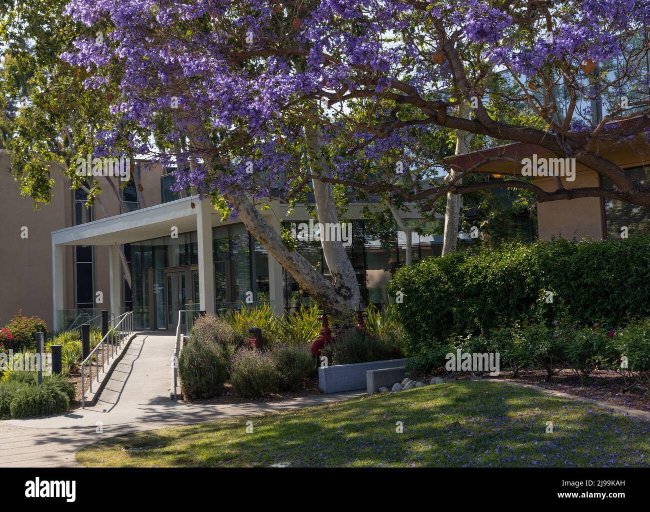 Laboratorio di sostenibilità a Caltech con un albero di jacaranda Foto Stock