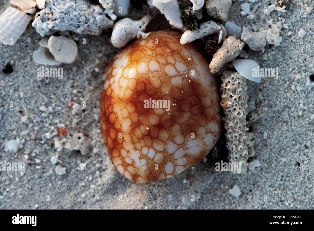 Passeggiata sulla spiaggia di Maledives Foto Stock