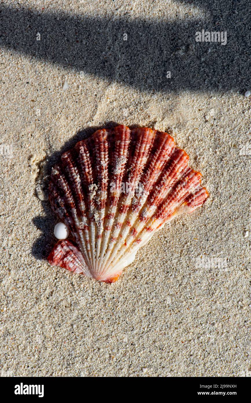 Splendide conchiglie sulla spiaggia delle Maldive Foto Stock