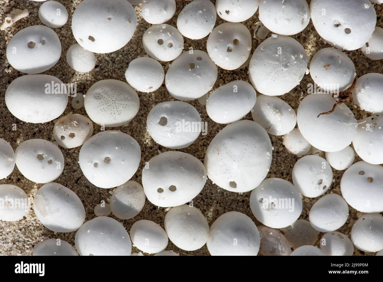 Palline, uova, scheletri lanciati dalle onde nei Maledici Foto Stock