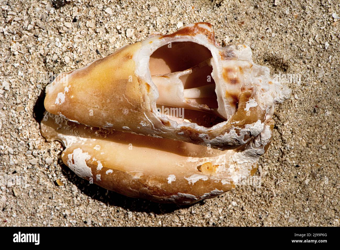 Splendide conchiglie sulla spiaggia delle Maldive Foto Stock