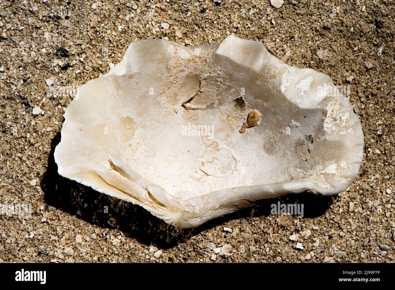 Splendide conchiglie sulla spiaggia delle Maldive Foto Stock