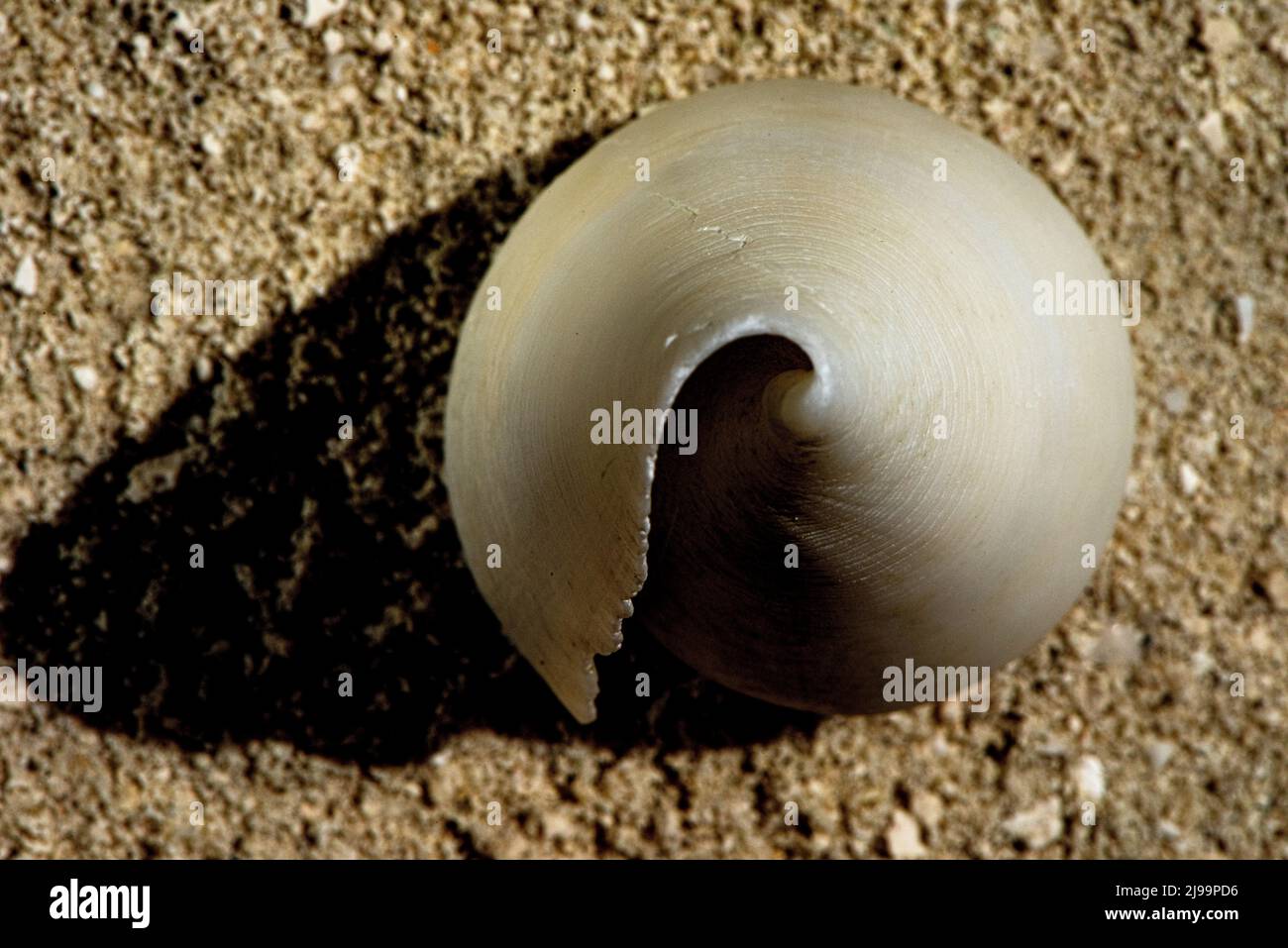 Splendide conchiglie sulla spiaggia delle Maldive Foto Stock