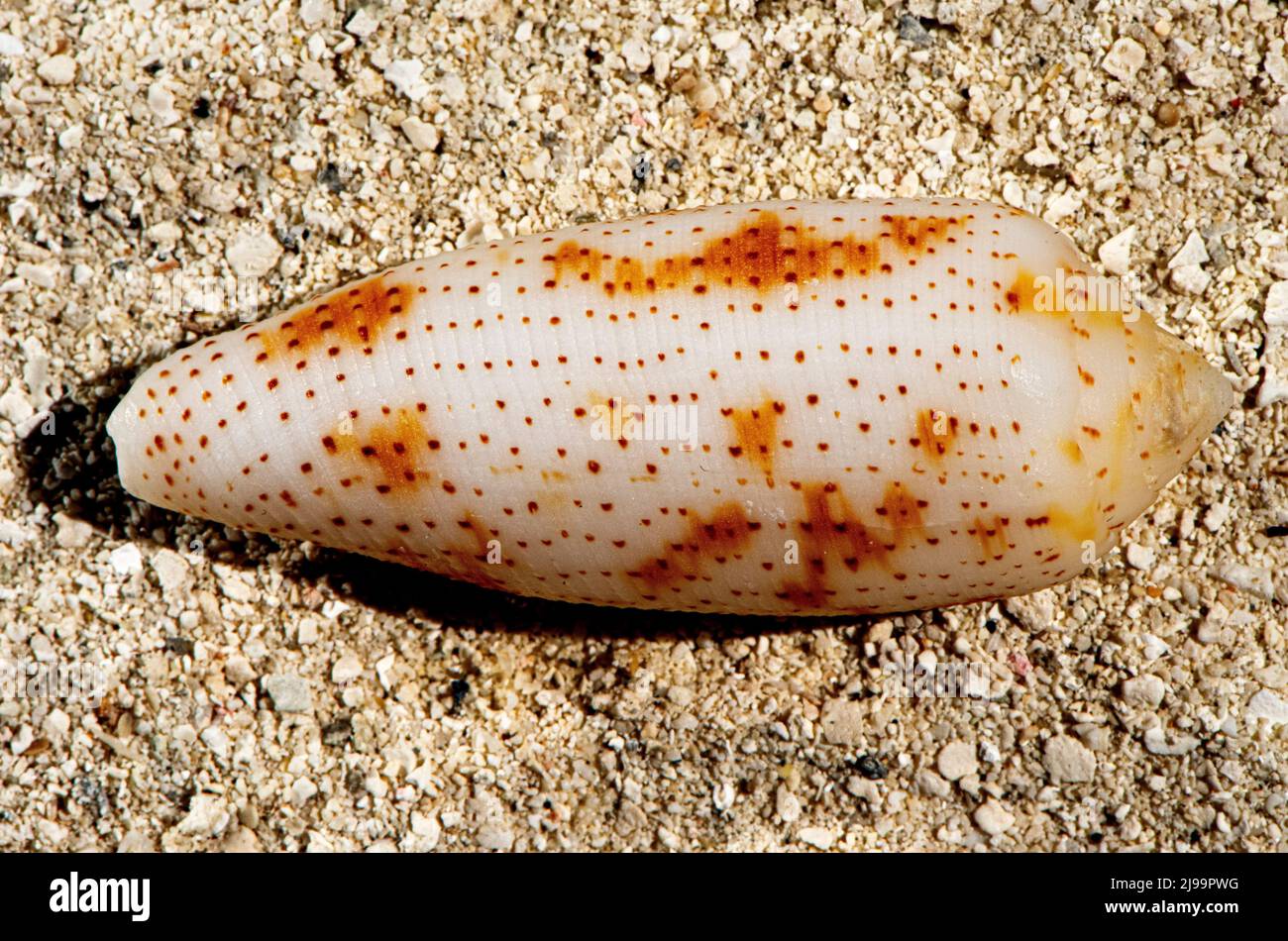 Splendide conchiglie sulla spiaggia delle Maldive Foto Stock