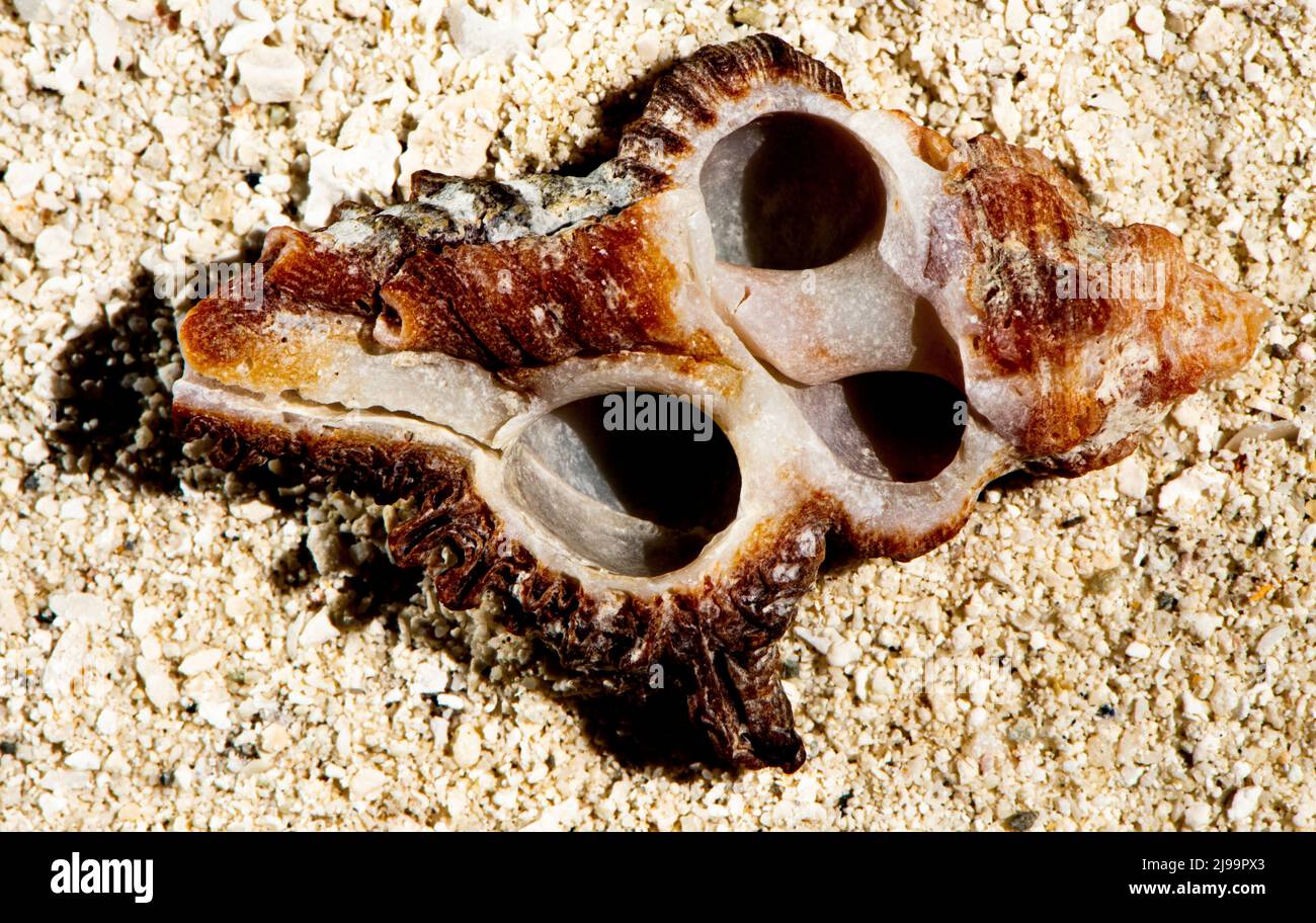 Splendide conchiglie sulla spiaggia delle Maldive Foto Stock